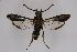  ( - CCDB-04685 C10)  @13 [ ] CreativeCommons - Attribution Non-Commercial Share-Alike (2010) Sesiidae Research Group Sesiidae Research Group