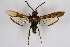  ( - CCDB-04685 C12)  @12 [ ] CreativeCommons - Attribution Non-Commercial Share-Alike (2010) Sesiidae Research Group Sesiidae Research Group