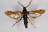  (Paranthrene insolitus mardina - CCDB-04685 D07)  @14 [ ] CreativeCommons - Attribution Non-Commercial Share-Alike (2010) Sesiidae Research Group Sesiidae Research Group