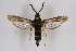  ( - CCDB-04685 D04)  @14 [ ] CreativeCommons - Attribution Non-Commercial Share-Alike (2010) Sesiidae Research Group Sesiidae Research Group