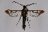  ( - CCDB-04685 F03)  @13 [ ] CreativeCommons - Attribution Non-Commercial Share-Alike (2010) Sesiidae Research Group Sesiidae Research Group