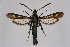  ( - CCDB-04685 G07)  @12 [ ] CreativeCommons - Attribution Non-Commercial Share-Alike (2010) Sesiidae Research Group Sesiidae Research Group