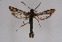  ( - CCDB-04685 G12)  @13 [ ] CreativeCommons - Attribution Non-Commercial Share-Alike (2010) Sesiidae Research Group Sesiidae Research Group