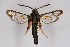  ( - CCDB-04685 H08)  @14 [ ] CreativeCommons - Attribution Non-Commercial Share-Alike (2010) Sesiidae Research Group Sesiidae Research Group