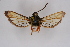  ( - CCDB-04686 A02)  @12 [ ] CreativeCommons - Attribution Non-Commercial Share-Alike (2010) Sesiidae Research Group Sesiidae Research Group