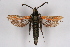  ( - CCDB-04686 A07)  @13 [ ] CreativeCommons - Attribution Non-Commercial Share-Alike (2010) Sesiidae Research Group Sesiidae Research Group