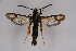  ( - CCDB-04686 B02)  @13 [ ] CreativeCommons - Attribution Non-Commercial Share-Alike (2010) Sesiidae Research Group Sesiidae Research Group