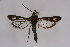  ( - CCDB-04686 C03)  @12 [ ] CreativeCommons - Attribution Non-Commercial Share-Alike (2010) Sesiidae Research Group Sesiidae Research Group