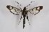  ( - CCDB-04686 D01)  @13 [ ] CreativeCommons - Attribution Non-Commercial Share-Alike (2010) Sesiidae Research Group Sesiidae Research Group