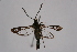  ( - CCDB-04686 D02)  @11 [ ] CreativeCommons - Attribution Non-Commercial Share-Alike (2010) Sesiidae Research Group Sesiidae Research Group