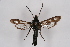  ( - CCDB-04686 D06)  @12 [ ] CreativeCommons - Attribution Non-Commercial Share-Alike (2010) Sesiidae Research Group Sesiidae Research Group