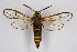  ( - CCDB-04686 D08)  @13 [ ] CreativeCommons - Attribution Non-Commercial Share-Alike (2010) Sesiidae Research Group Sesiidae Research Group