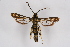  (Pyropteron hera - CCDB-04686 F07)  @14 [ ] CreativeCommons - Attribution Non-Commercial Share-Alike (2010) Sesiidae Research Group Sesiidae Research Group