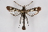  ( - CCDB-04613 G05)  @13 [ ] CreativeCommons - Attribution Non-Commercial Share-Alike (2010) Sesiidae Research Group Sesiidae Research Group