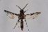  ( - CCDB-04613 H06)  @11 [ ] CreativeCommons - Attribution Non-Commercial Share-Alike (2010) Sesiidae Research Group Sesiidae Research Group