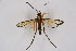  ( - CCDB-04613 H08)  @14 [ ] CreativeCommons - Attribution Non-Commercial Share-Alike (2010) Sesiidae Research Group Sesiidae Research Group