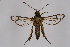  ( - CCDB-04686 F10)  @12 [ ] CreativeCommons - Attribution Non-Commercial Share-Alike (2010) Sesiidae Research Group Sesiidae Research Group