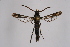  ( - CCDB-04686 G02)  @12 [ ] CreativeCommons - Attribution Non-Commercial Share-Alike (2010) Sesiidae Research Group Sesiidae Research Group