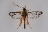  ( - CCDB-04686 G04)  @13 [ ] CreativeCommons - Attribution Non-Commercial Share-Alike (2010) Sesiidae Research Group Sesiidae Research Group