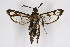  ( - CCDB-04686 H10)  @13 [ ] CreativeCommons - Attribution Non-Commercial Share-Alike (2010) Sesiidae Research Group Sesiidae Research Group