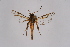  ( - CCDB-04643 D02)  @13 [ ] CreativeCommons - Attribution Non-Commercial Share-Alike (2010) Sesiidae Research Group Sesiidae Research Group