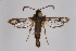  ( - CCDB-04612 E11)  @11 [ ] CreativeCommons - Attribution Non-Commercial Share-Alike (2010) Sesiidae Research Group Sesiidae Research Group