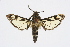  ( - CCDB-04612 G10)  @13 [ ] CreativeCommons - Attribution Non-Commercial Share-Alike (2010) Sesiidae Research Group Sesiidae Research Group