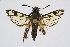  ( - CCDB-04612 G12)  @13 [ ] CreativeCommons - Attribution Non-Commercial Share-Alike (2010) Sesiidae Research Group Sesiidae Research Group