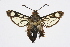  ( - CCDB-04612 F07)  @14 [ ] CreativeCommons - Attribution Non-Commercial Share-Alike (2010) Sesiidae Research Group Sesiidae Research Group