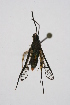  ( - CCDB-04641 B11)  @12 [ ] CreativeCommons - Attribution Non-Commercial Share-Alike (2010) Sesiidae Research Group Sesiidae Research Group