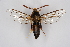  ( - CCDB-04641 D02)  @14 [ ] CreativeCommons - Attribution Non-Commercial Share-Alike (2010) Sesiidae Research Group Sesiidae Research Group