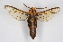  (Sphecodoptera okinawana - CCDB-04641 D05)  @11 [ ] CreativeCommons - Attribution Non-Commercial Share-Alike (2010) Sesiidae Research Group Sesiidae Research Group