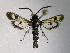  (Euhagena - TS Lep 00004)  @15 [ ] CreativeCommons - Attribution Non-Commercial Share-Alike (2009) Unspecified Sesiidae Research Group