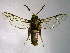  ( - TS Lep 00007)  @14 [ ] CreativeCommons - Attribution Non-Commercial Share-Alike (2009) Unspecified Sesiidae Research Group