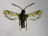  ( - TS Lep 00008)  @12 [ ] CreativeCommons - Attribution Non-Commercial Share-Alike (2009) Unspecified Sesiidae Research Group