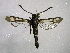  ( - TS Lep 00009)  @13 [ ] CreativeCommons - Attribution Non-Commercial Share-Alike (2009) Unspecified Sesiidae Research Group