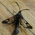  ( - CCDB-04609 B04)  @12 [ ] CreativeCommons - Attribution Non-Commercial Share-Alike (2010) Sesiidae Research Group Sesiidae Research Group