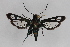  ( - CCDB-14564 A10)  @13 [ ] CreativeCommons - Attribution Non-Commercial Share-Alike (2012) Sesiidae Research Group Sesiidae Research Group