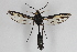  ( - CCDB-14564 A11)  @12 [ ] CreativeCommons - Attribution Non-Commercial Share-Alike (2012) Sesiidae Research Group Sesiidae Research Group