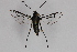  ( - CCDB-14564 B02)  @12 [ ] CreativeCommons - Attribution Non-Commercial Share-Alike (2012) Sesiidae Research Group Sesiidae Research Group