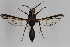  ( - CCDB-14564 B03)  @12 [ ] CreativeCommons - Attribution Non-Commercial Share-Alike (2012) Sesiidae Research Group Sesiidae Research Group