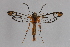  ( - CCDB-14564 B04)  @12 [ ] CreativeCommons - Attribution Non-Commercial Share-Alike (2012) Sesiidae Research Group Sesiidae Research Group