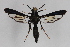  ( - CCDB-14564 B07)  @13 [ ] CreativeCommons - Attribution Non-Commercial Share-Alike (2012) Sesiidae Research Group Sesiidae Research Group