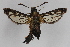  ( - CCDB-14564 C04)  @14 [ ] CreativeCommons - Attribution Non-Commercial Share-Alike (2012) Sesiidae Research Group Sesiidae Research Group