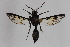  ( - CCDB-14564 C06)  @13 [ ] CreativeCommons - Attribution Non-Commercial Share-Alike (2012) Sesiidae Research Group Sesiidae Research Group