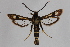  ( - CCDB-14564 F04)  @13 [ ] CreativeCommons - Attribution Non-Commercial Share-Alike (2012) Sesiidae Research Group Sesiidae Research Group