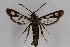  ( - CCDB-14564 F06)  @11 [ ] CreativeCommons - Attribution Non-Commercial Share-Alike (2012) Sesiidae Research Group Sesiidae Research Group