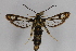  ( - CCDB-14564 F08)  @11 [ ] CreativeCommons - Attribution Non-Commercial Share-Alike (2012) Sesiidae Research Group Sesiidae Research Group