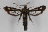  ( - CCDB-14564 F09)  @12 [ ] CreativeCommons - Attribution Non-Commercial Share-Alike (2012) Sesiidae Research Group Sesiidae Research Group