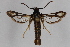  ( - CCDB-14564 F10)  @13 [ ] CreativeCommons - Attribution Non-Commercial Share-Alike (2012) Sesiidae Research Group Sesiidae Research Group